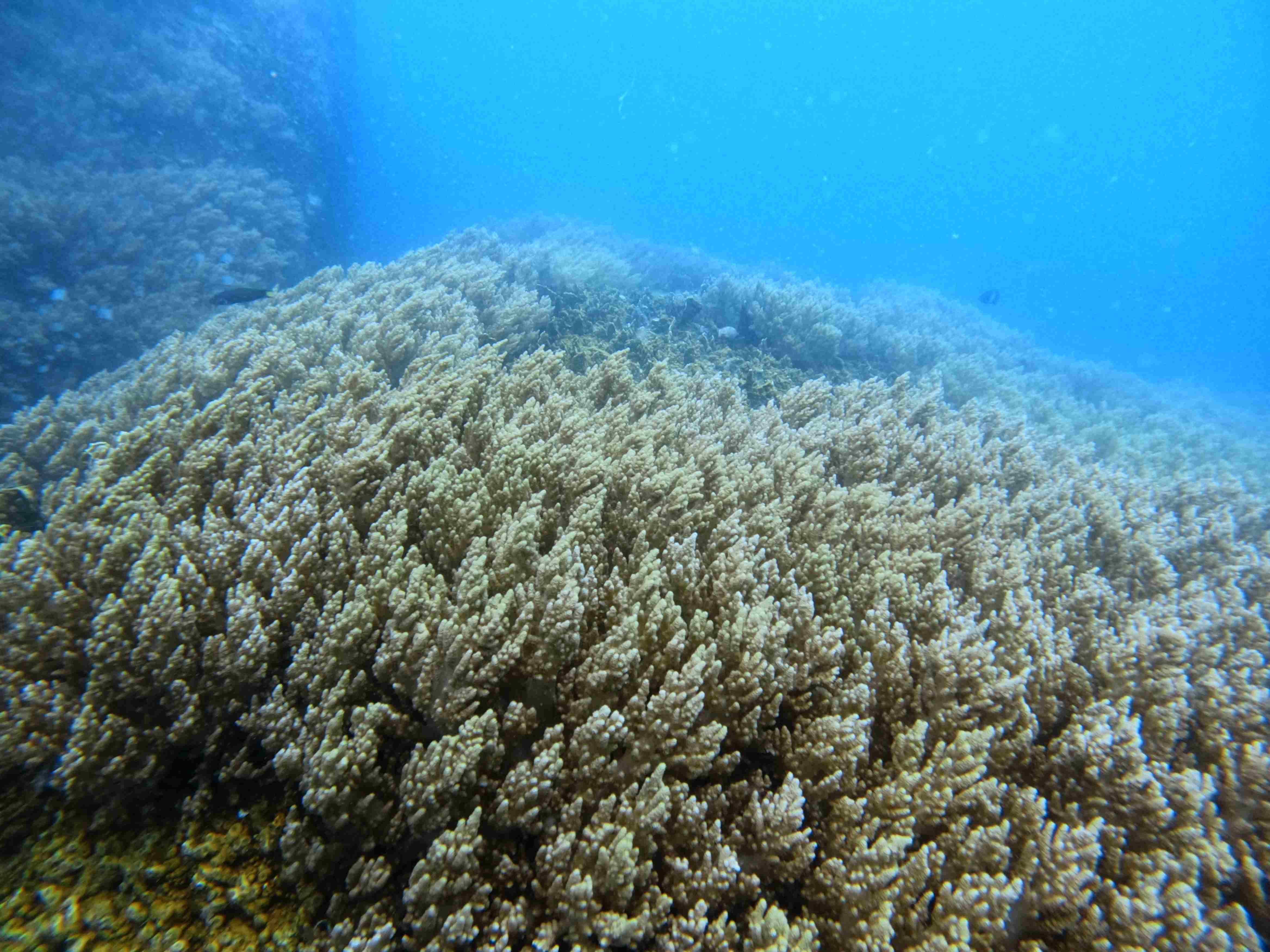 Discover Nha Trang Bay’s Underwater Beauty with Ecodive Vietnam – Professional & Sustainable Diving