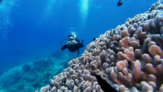 Fun Diving Electric Nose