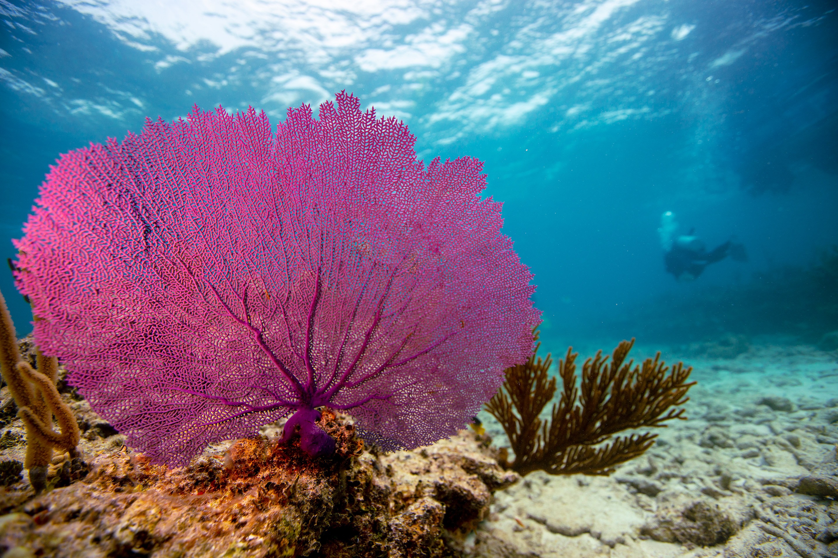  Discover Nha Trang Diving sites    Join our daily trip to beautiful spots  