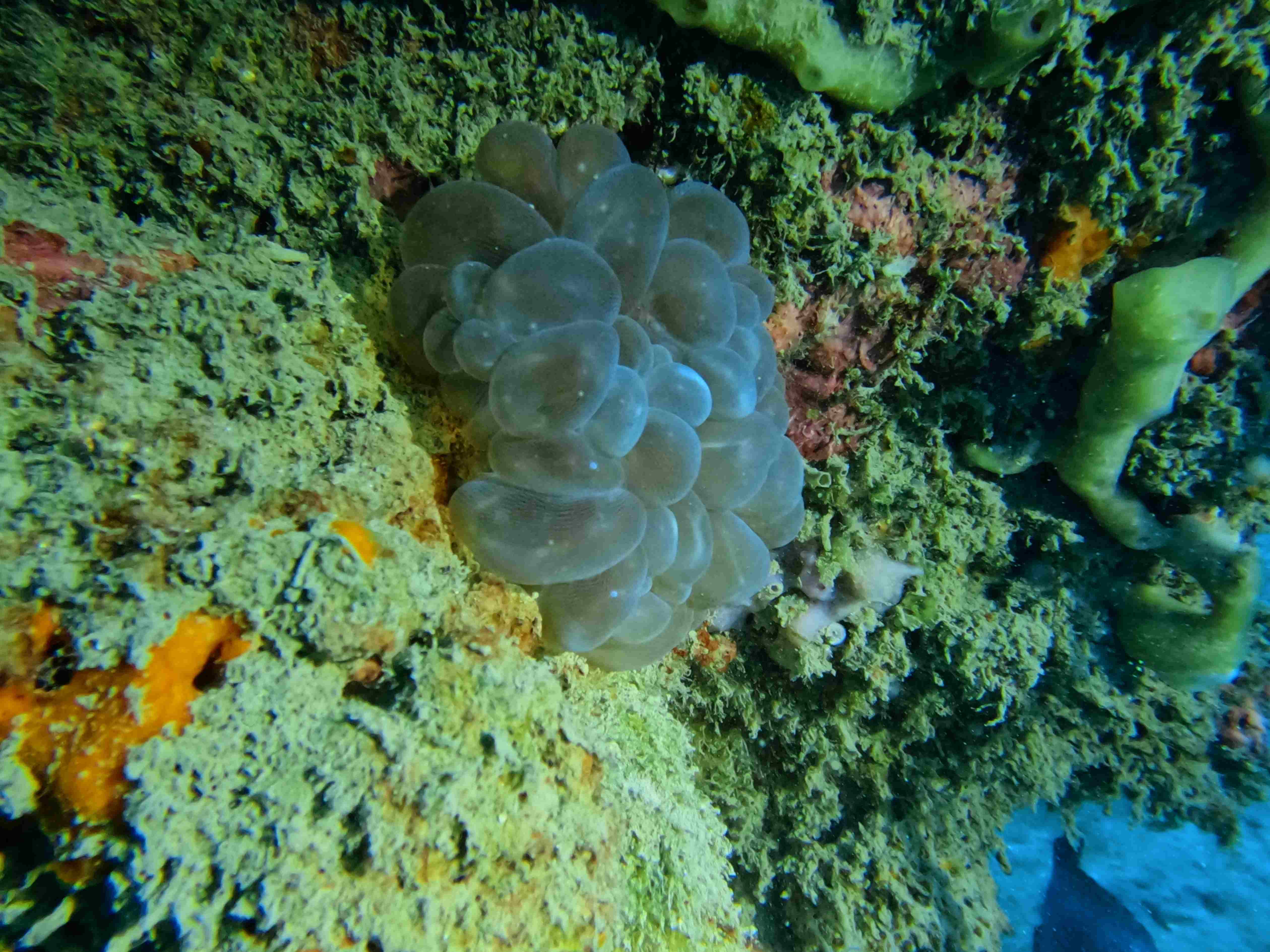 fun-diving-hon-noc-nha-trang