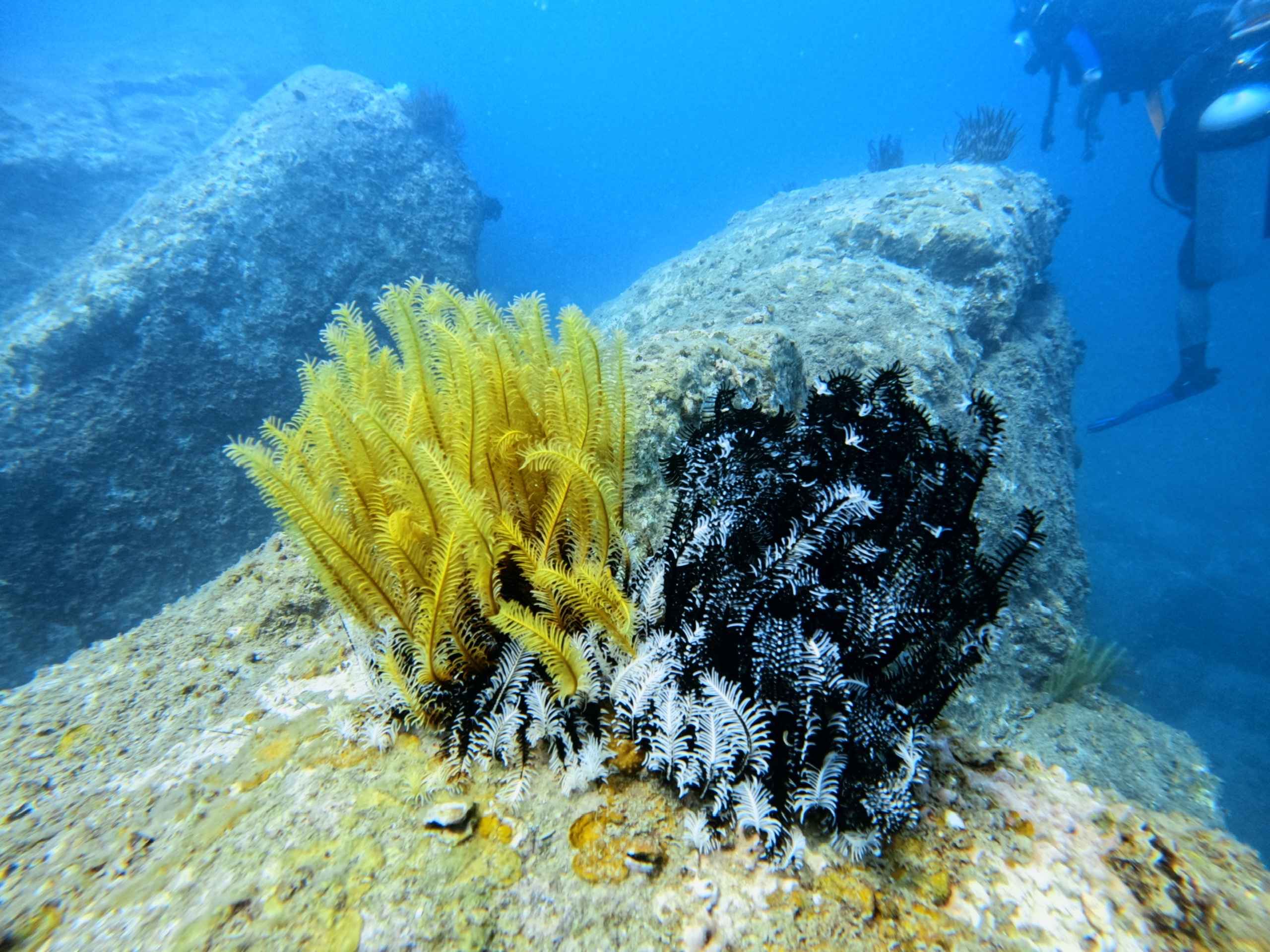 fun-diving-van-phong